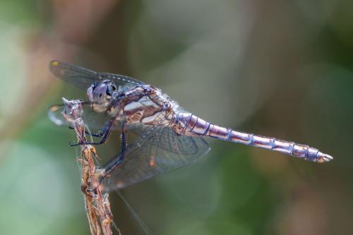 Réf. 305 514 : Orthetrum brunneum